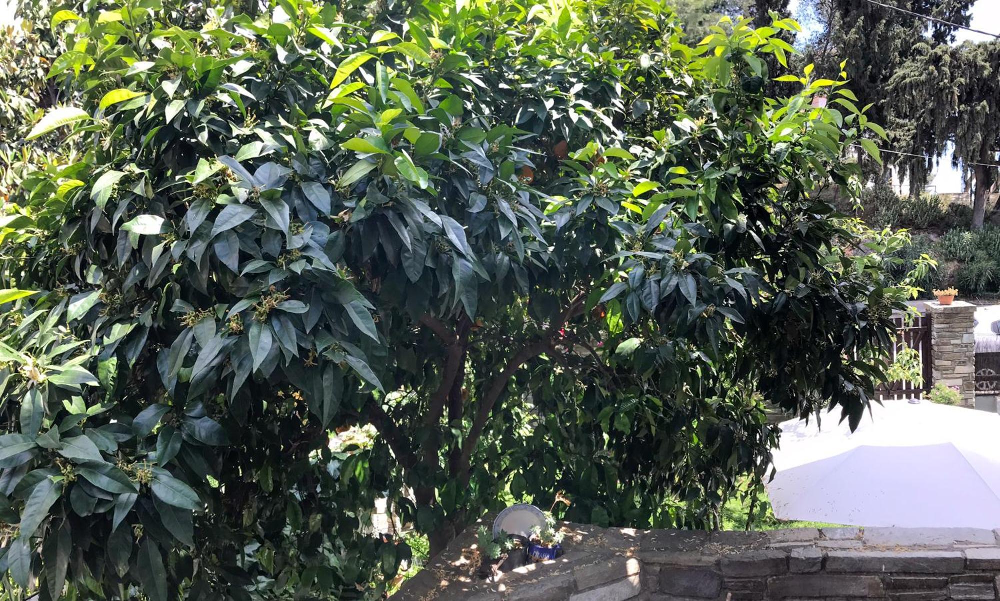 فيلا Mountain Breeze Sanctuary فولوس المظهر الخارجي الصورة